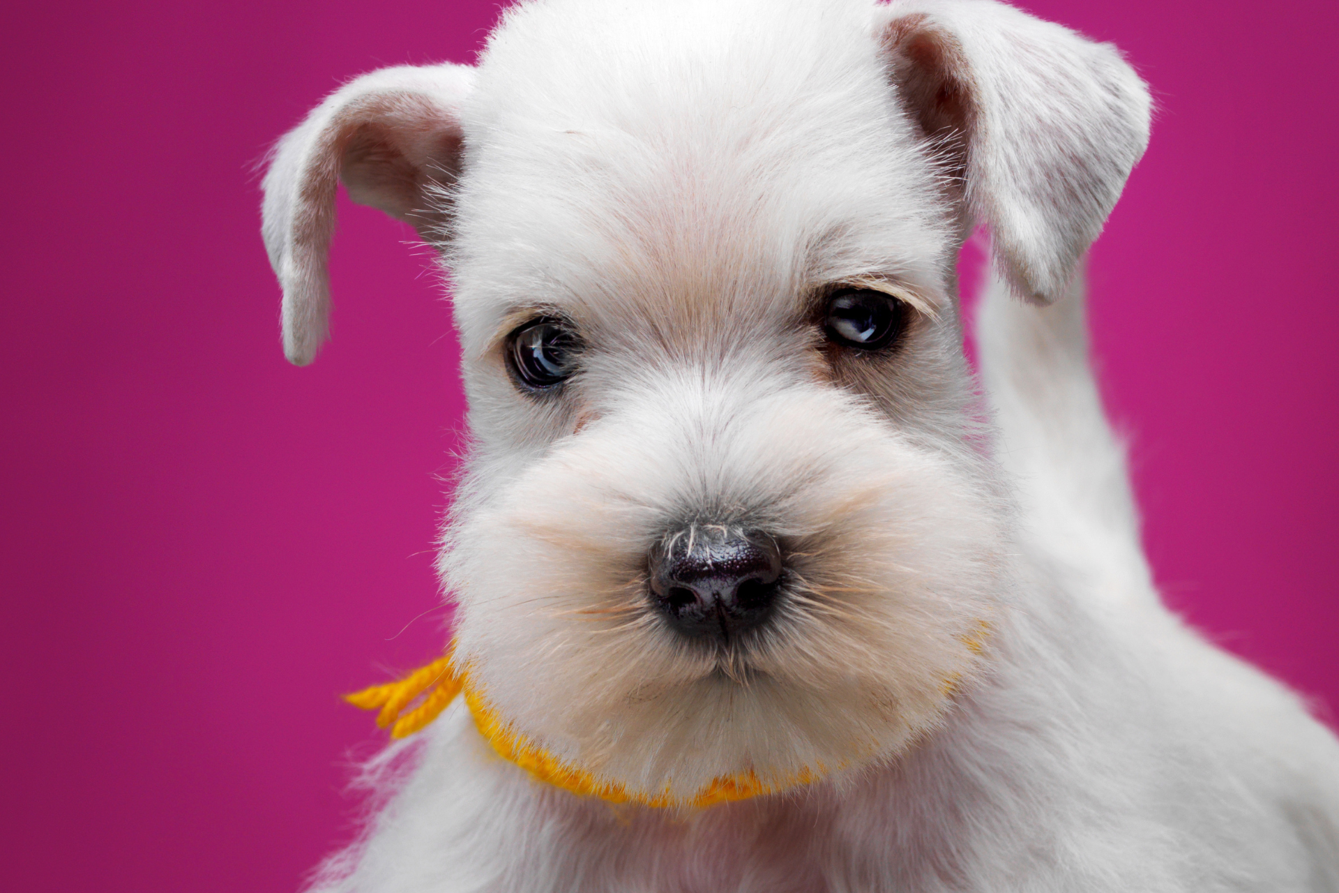 Schnauzer Hembra Blanca Inscrita