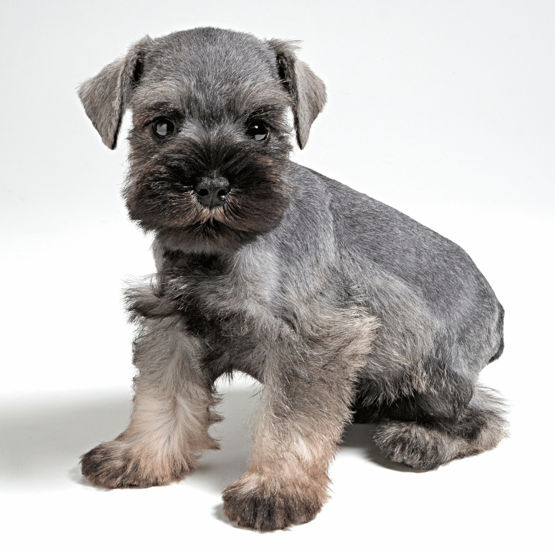 Schnauzer Macho Inscrito