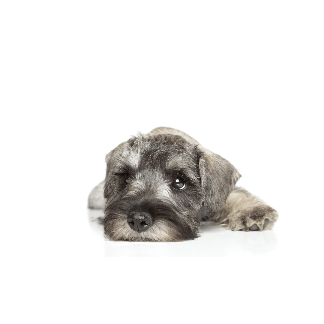 Schnauzer Hembra Inscrita